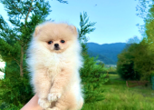 Teddy face pomeranian